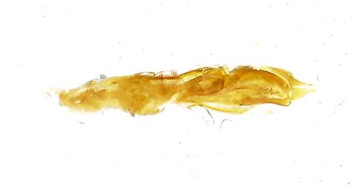 Réf. 310 074 : Cryptophagus sp.